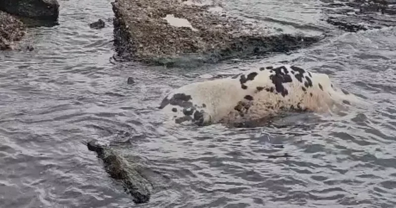 Yer: Çanakkale! Sahile ölü inek vurdu