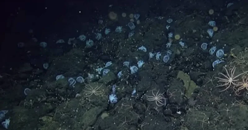 Su altı yanardağında bulundular: 20 bin yaratık bir anda türedi Sözcü Gazetesi