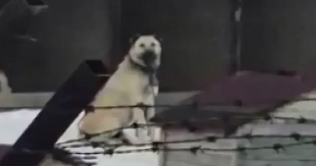 Erzincan daki 4.9 luk depremi Kangallar önceden bildi: Uluma anları kamerada VİDEO İZLE