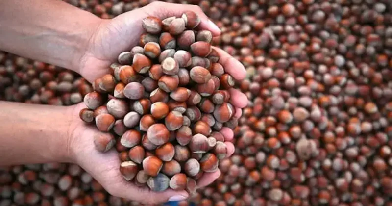 Karadeniz fındığı dünyayı sarıyor: 87 ülkeye 389 milyon dolarlık dev ihracat