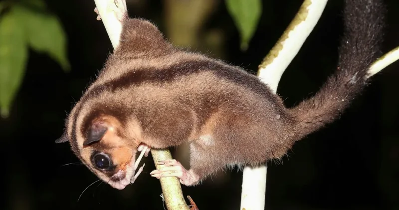 Bilim dünyası şokta: İki kayıp tür aynı anda ortaya çıktı