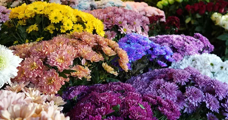 Kadınların en çok hemcinslerine çiçek gönderdiği özel gün; 8 Mart