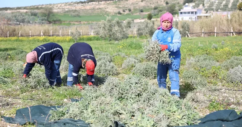 Didim’de ada çayı hasadı yapıldı