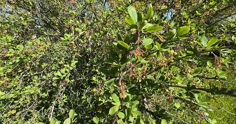 Rusların yüzyıllardır gizlediği yaşam iksiri Türkiye’de bedava yetişiyor Sözcü Gazetesi