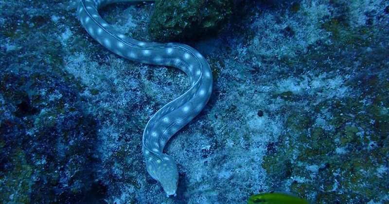 7 bin kilometreden gelen yılan balığı Bafra yı sardı Sözcü Gazetesi