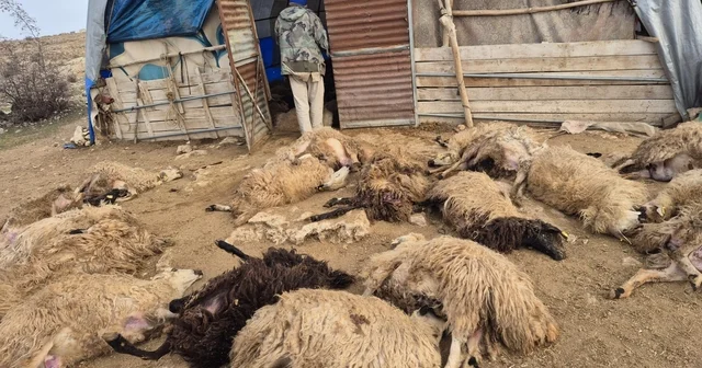 Tunceli de kurt paniği: 64 koyun telef oldu, 11 koyun yaralı Tunceli Haberleri