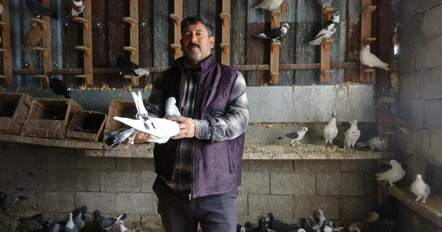 Kuzeninin 7 yaşındayken kendine verdiği güvercinle başlayan hevesini 45 yıldır yaşatıyor Hatay Haberleri