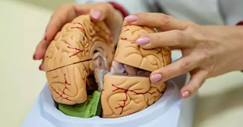 Yaşlanmanızı 5 yıl geciktiriyor! Bunama riskini %40 a kadar azaltıyor