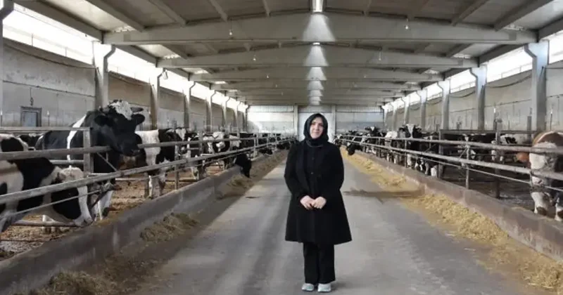 Ev hanımlığından dev çiftlik sahipliğine: 900 büyükbaşla üretim yapıyor