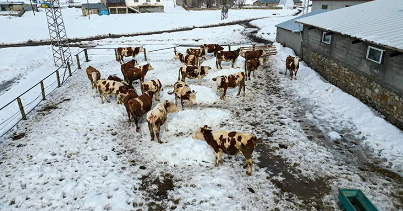 İstanbul dan sıkılıp köye yerleşen mühendis şimdi paraya para demiyor Sözcü Gazetesi