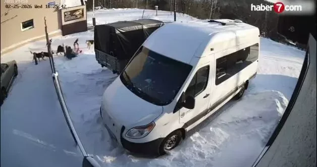 Rusya da sokak köpeklerinin saldırısına uğrayan kadın kamyonun altına sığınarak kurtuldu