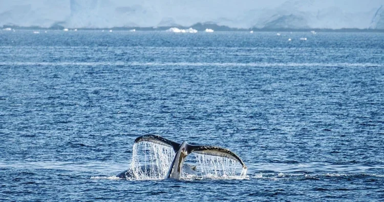 Antarktika’da 10. sefer de tamam