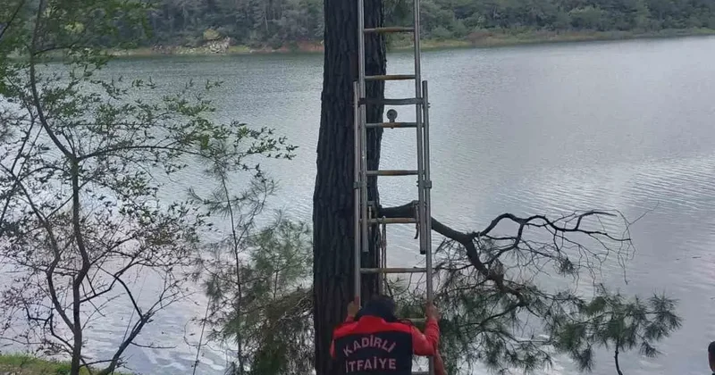 Osmaniye’de ağaca takılan kargayı itfaiye kurtardı
