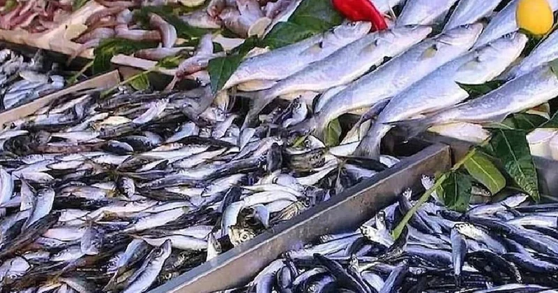 Kalbi yenileyen bu balığı haftada iki kez mutlaka yiyin Sözcü Gazetesi