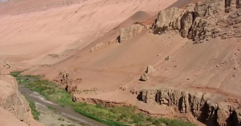 Çölün ortasına 60 milyar ağaç dikildi Sözcü Gazetesi