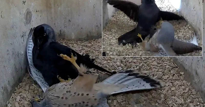 National Geographic belgesellerini aratmayan sahne: Kargaların intikamı