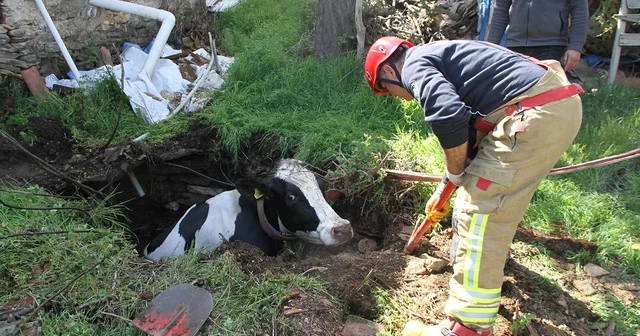 Kuyuya düşen 7 aylık gebe inek kurtarıldı Manisa Haberleri