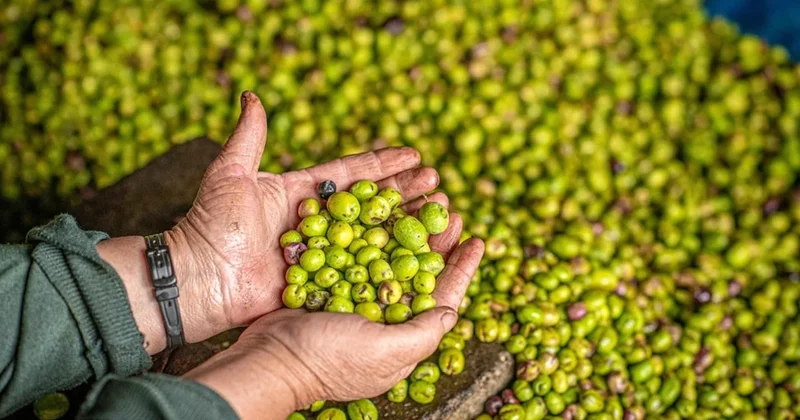 40 yıllık zeytin firması konkordato ilan etti Sözcü Gazetesi