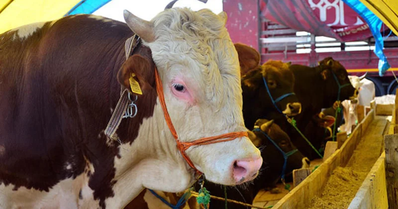 Kurban Bayramı ne zaman, hangi güne denk geliyor? Bayram tatili 9 gün mü, kaç gün olacak?