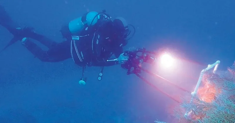 Sivriada’dan Hayırsızada’ya mercan nakli