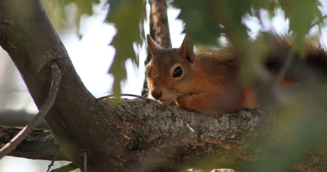 Kızıl sincap piknikçilerin neşesi oldu Erzincan Haberleri