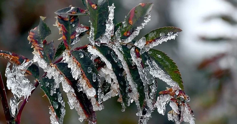 Meteoroloji den zirai don uyarısı: Birçok bölgeyi etkileyecek