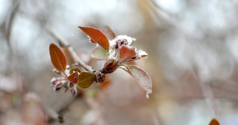 Doğu Karadeniz için zirai don uyarısı