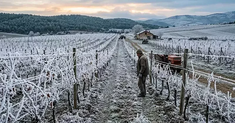 Tarım ve Orman Bakanlığından zirai don uyarısı
