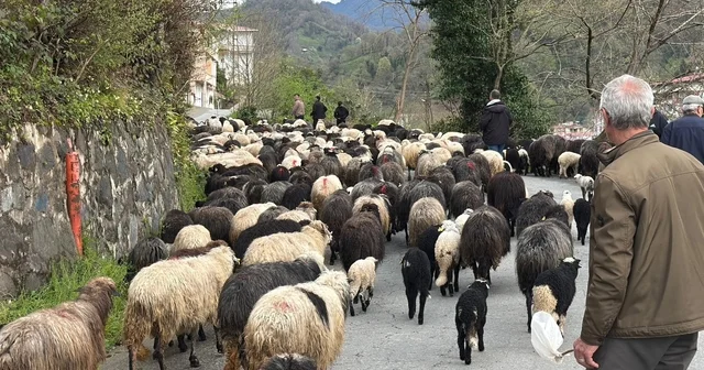 Artvin de zorlu yayla göçü başladı Artvin Haberleri