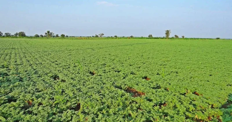 Ani sıcaklık değişimlerinden etkilenen nohut için tarihi adım: Yüksek ısıya dayanıklı nohut çeşidi geliştirildi Aktüel Haberleri