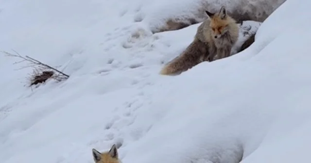 Bingöl de yuvasında görüntülenen kızıl tilki mest etti Bingöl Haberleri
