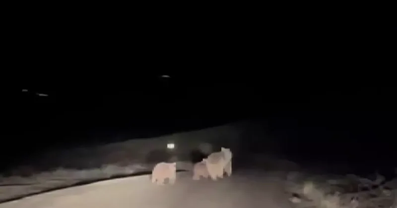 Sivas ta kış uykusundan uyanan anne ayı ve yavruları yola indi