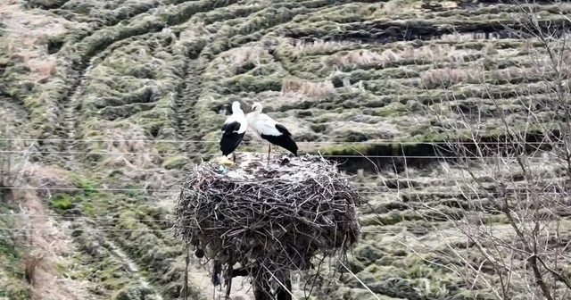 Baharın müjdecisi leylekler Sinop a geldi Sinop Haberleri