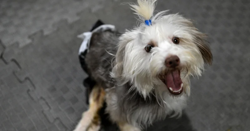 Sahibi vefat eden engelli köpek Yumoş, yeni yuvasına koşacağı günü bekliyor