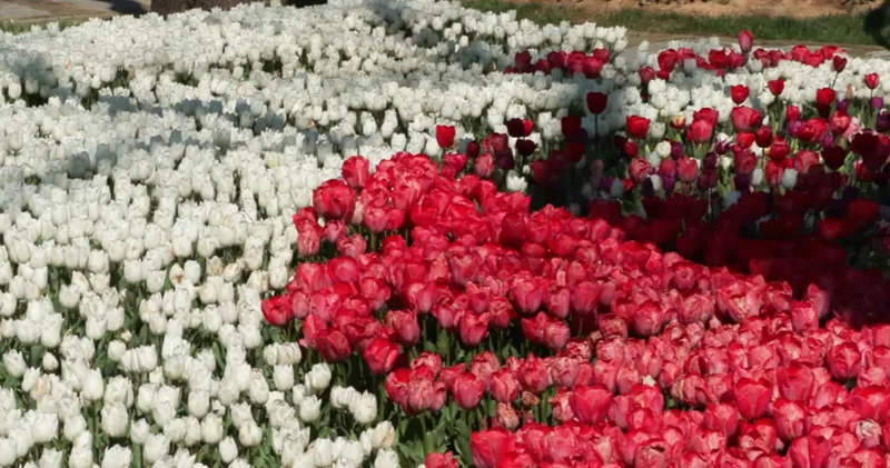 İstanbul da 3 milyon 580 bin lale dikildi Son dakika haberleri