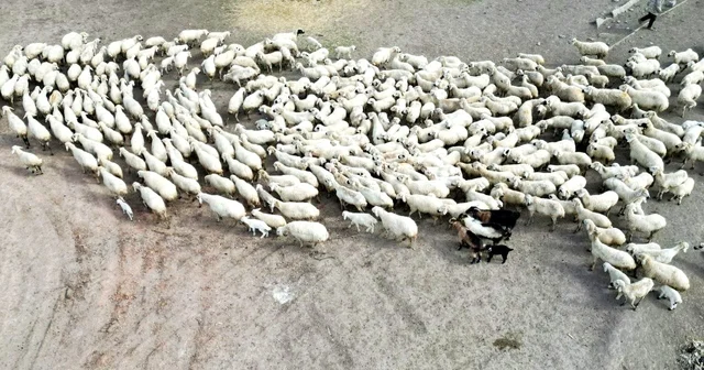 Kayseri de 200 kuzu anneleri ile buluştu; o anlar dron kamerasında Kayseri Haberleri