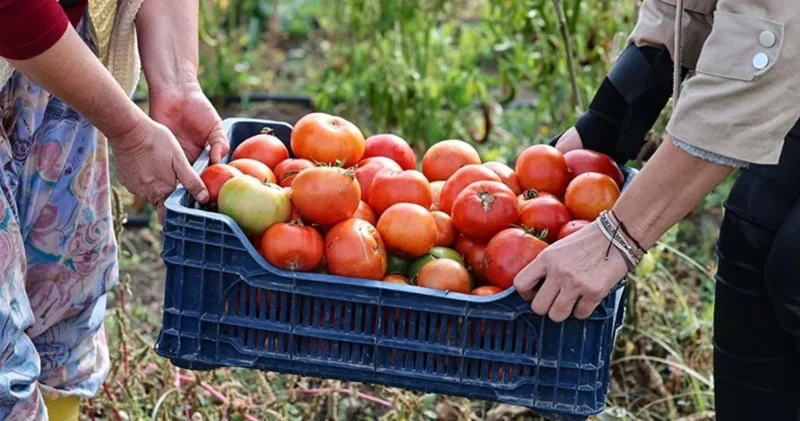 Domatesin şampiyonları belli oldu: Türkiye den sürpriz tür