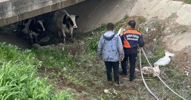 Köyden kaçan iki inek itfaiye ekiplerince yakalandı Batman Haberleri