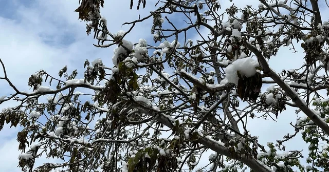 Çorum için zirai don uyarısı Çorum Haberleri