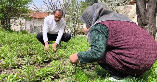 Babasından miras kalan akzambaklara gözü gibi bakıyor Tokat Haberleri