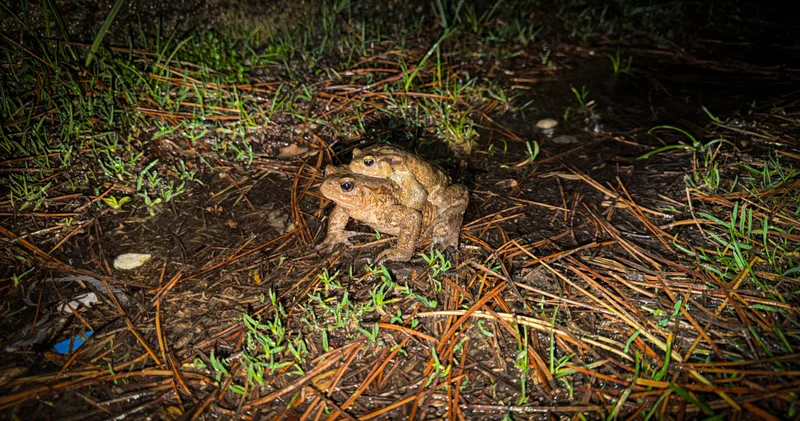 Kütahya da kurbağaların ormandan gölete 5 bin yıllık üreme göçü başladı