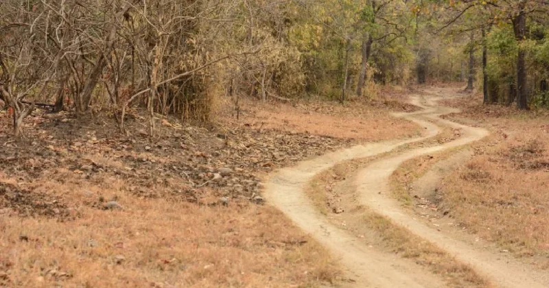 Çiftleşmek için kilometrelerce süren yola çıktılar Sözcü Gazetesi