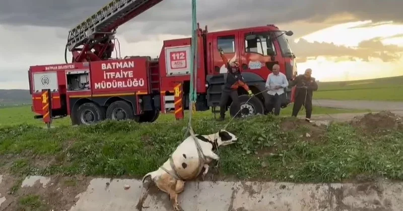 Menfeze düşen inek itfaiye tarafından vinçle kurtarıldı