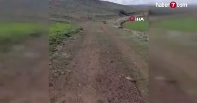 Malatya da nefes kesen anlar: Vaşak ile köpeğin kavgasını vatandaşlar ayırdı