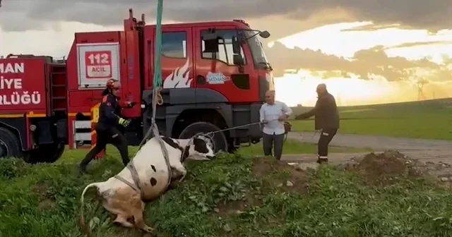 Batman da köyden kaçan inekleri itfaiye yakaladı VİDEO İZLE