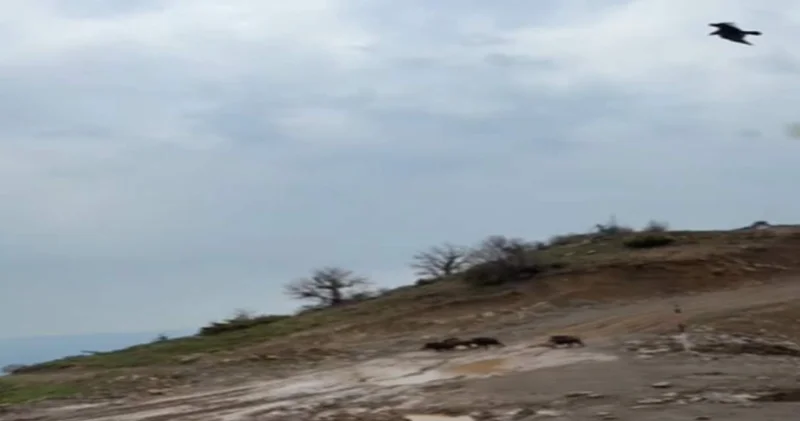 Kartalın domuz avını anbean yakaladı! 10 metre önünde yaşandı