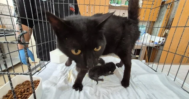 Havalandırma boşluğuna düşen kedi ve yavruları kurtarıldı Antalya Haberleri