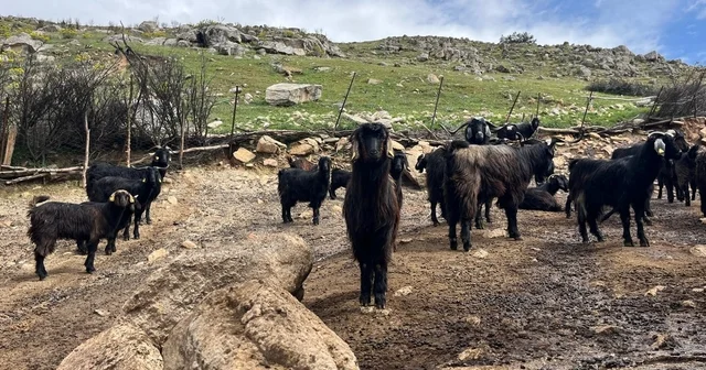 Denizli de küçükbaş hayvancılık yetiştiriciliği giderek azarlıyor Denizli Haberleri