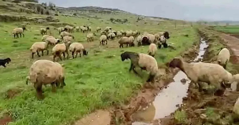 Araban’da kurbanlıklar satışa hazır