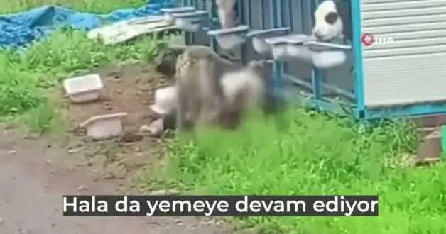 Konya da başıboş köpekler üreticinin yetiştirdiği buzağıyı telef etti